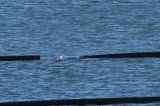 20160102_Zwarte Zeekoet_Oosterscheldekering